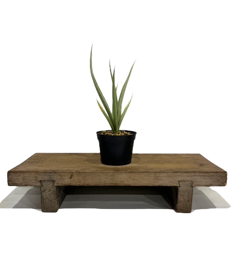 サンスベリア　No Name ダンシングドラゴン　最新　ハイブリッド サンセベリア ダンシングドラゴン ジェネレーション 2