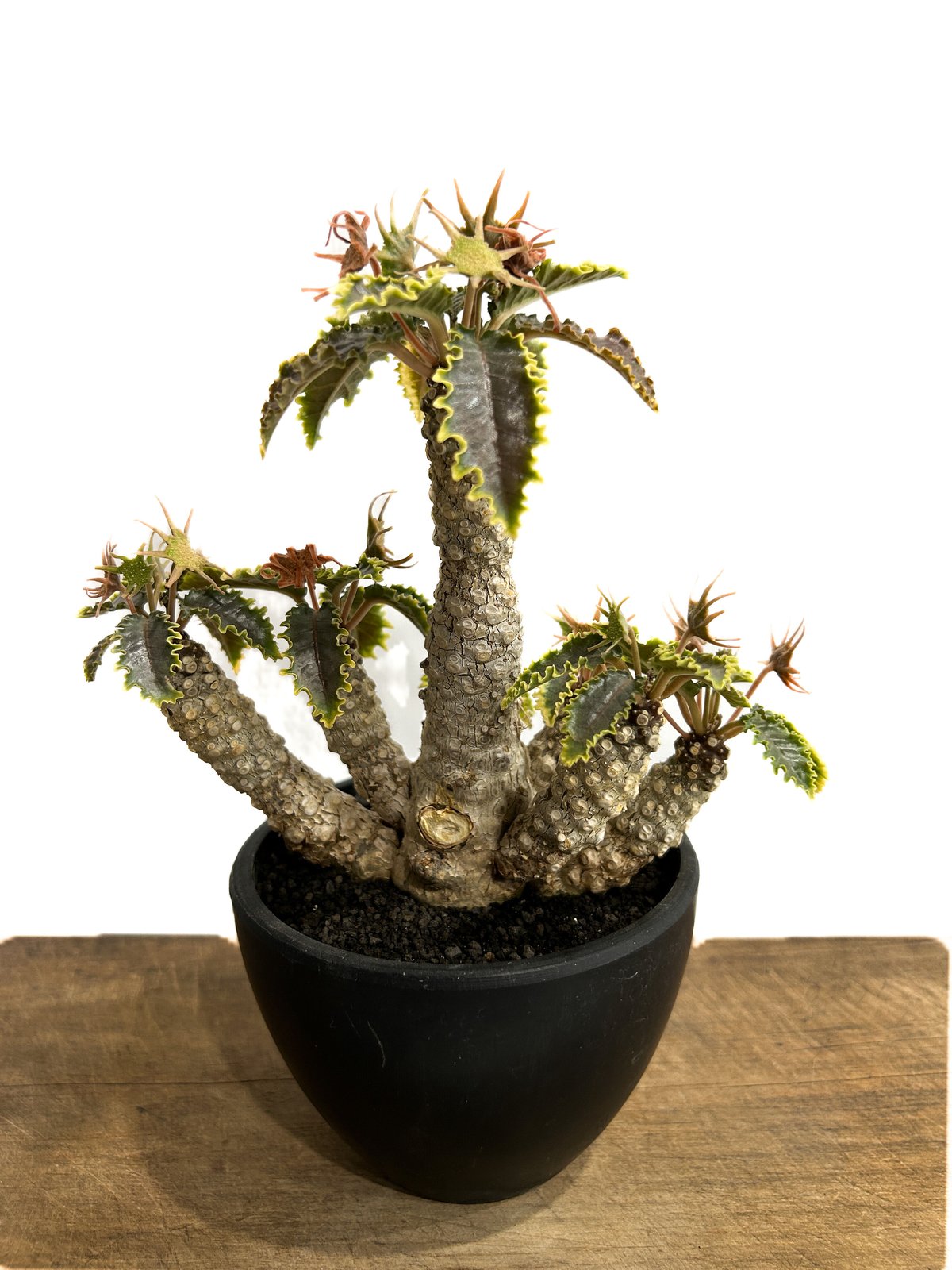 きめちゃん　ドルステニア　ラブラニー×ホルウッディODDROOTS管理株 きめちゃん ドルステニア ラブラニー×ホルウッディODDROOTS管理株 きめ