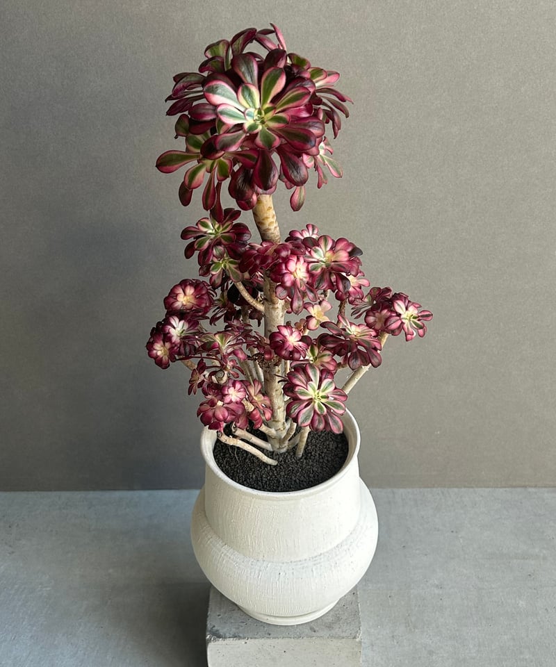 アエオニウム 'シャネル' 「Aeonium 'Chanel'」 6M | SHOUCHIKUEN