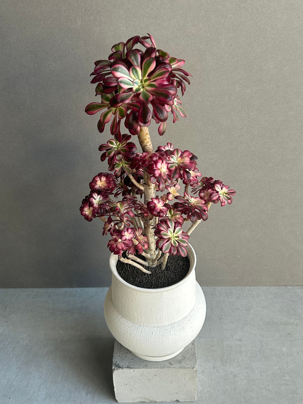 アエオニウム 'シャネル' 「Aeonium 'Chanel'」 6M | SHOUCHIKUEN
