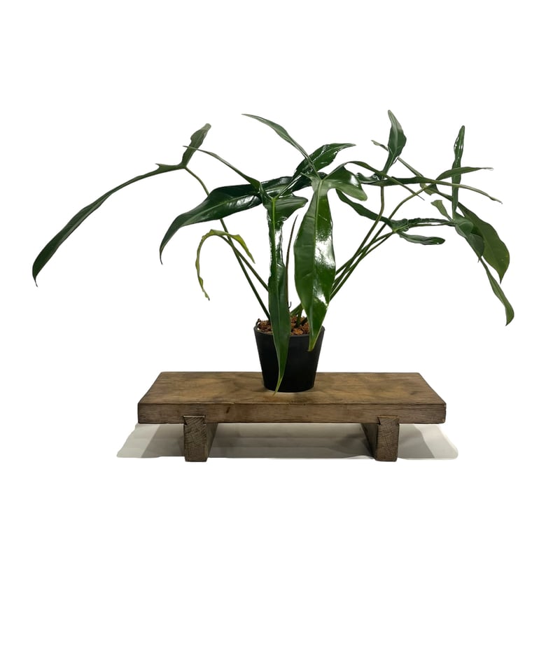 フィロデンドロン ロンギロバトム 'レラノ ミヤノ' 「Philodendron