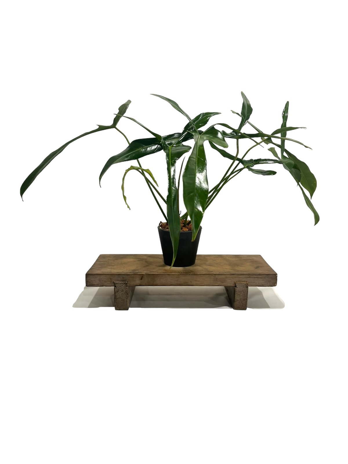 フィロデンドロン ロンギロバトム 'レラノ ミヤノ' 「Philodendron