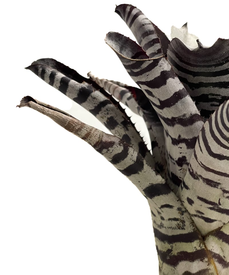 エクメア チャンティニー ブラック セレクト「Aechmea chantinii Black