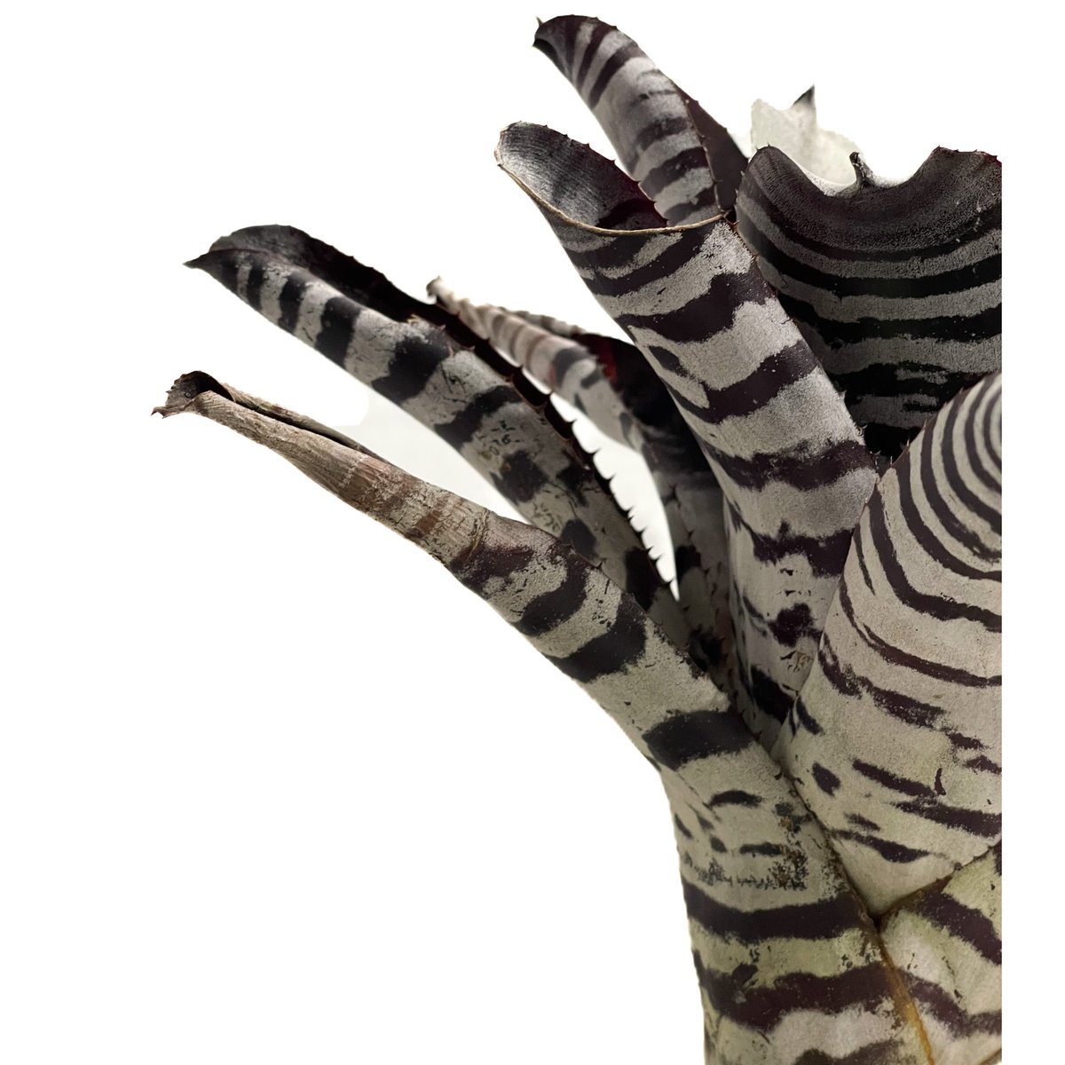 【✦即完売✦エケベリア✦М65✦フィッシュテール✦サイズ１✦】 Cactus-Plant-Flea-Market-x-