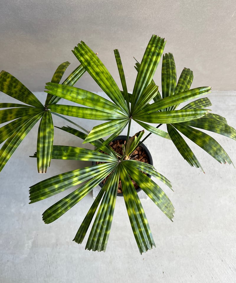 ボルネオ原産　Licuala mattanensis 'Mapu'　リクアラマプ リクアラ マッタネンシス マプ 「Licuala mattanensis 'Mapu'」64E