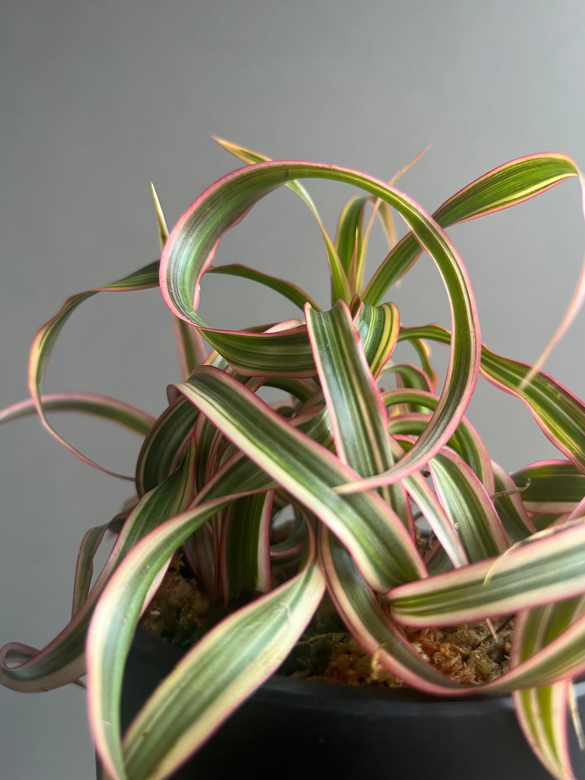 ドラセナ キュンティ「Dracaena concinne Kuhnty」79M | SHOUC