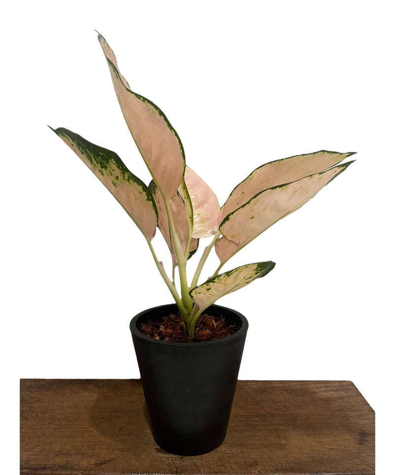 アグラオネマ コーチン ピーチ 「Aglaonema Cochin.Peach」83U | S