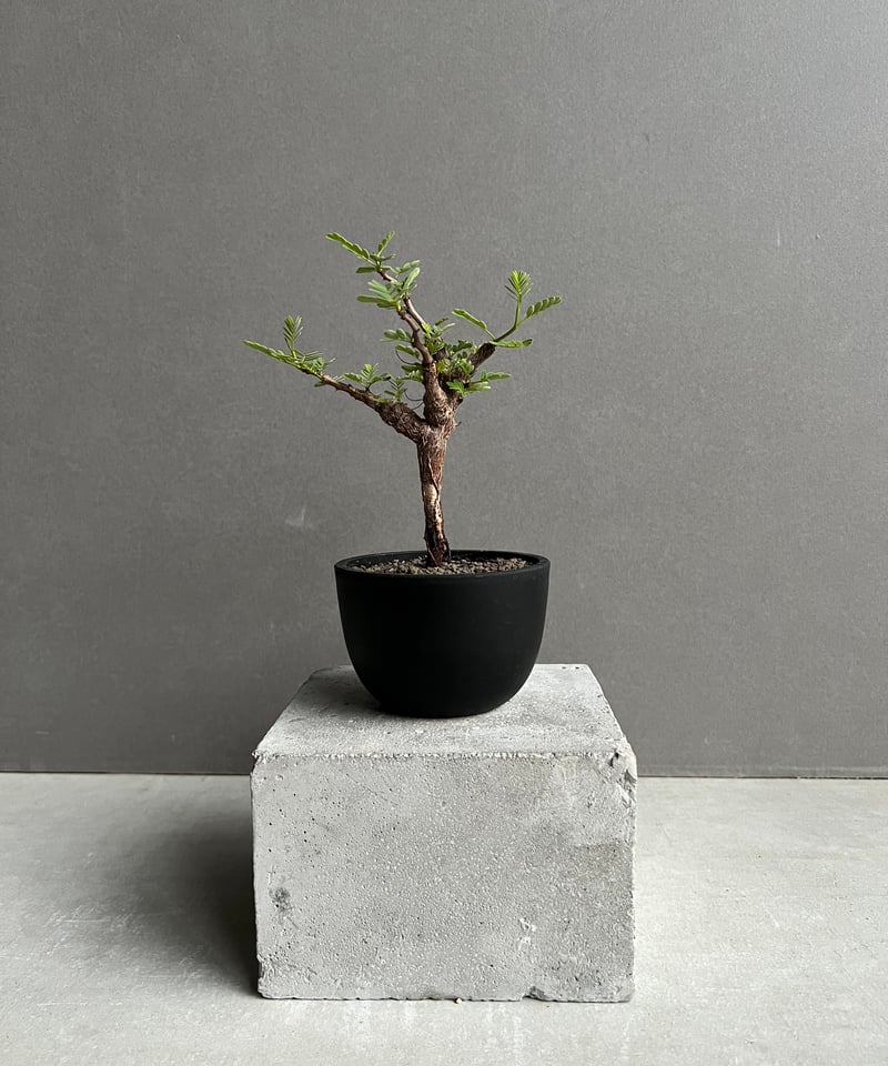 センナ メリディオナリス 実生苗 「Senna meridionalis」89A | SHOU