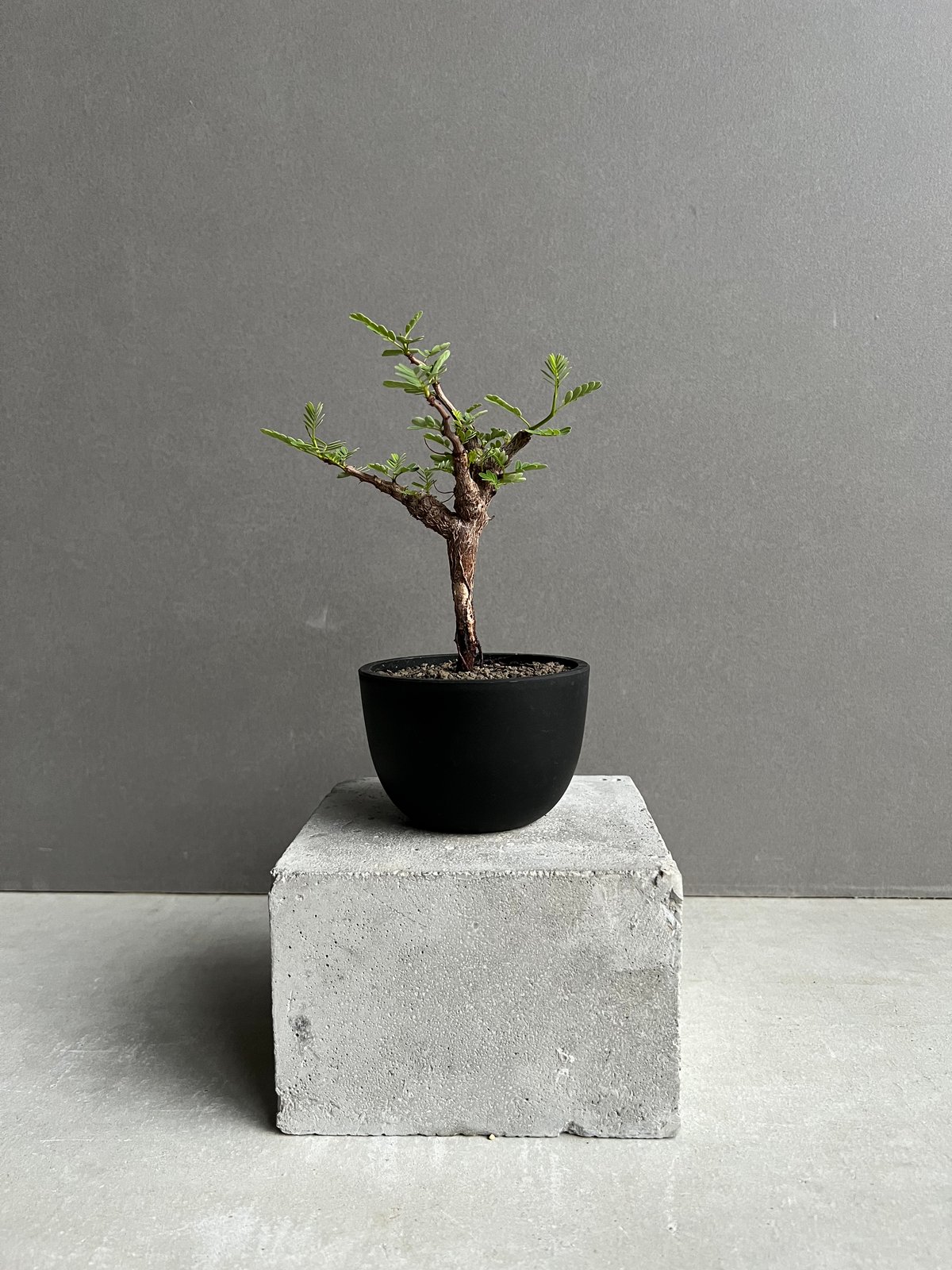 センナ メリディオナリス 実生苗 「Senna meridionalis」89A