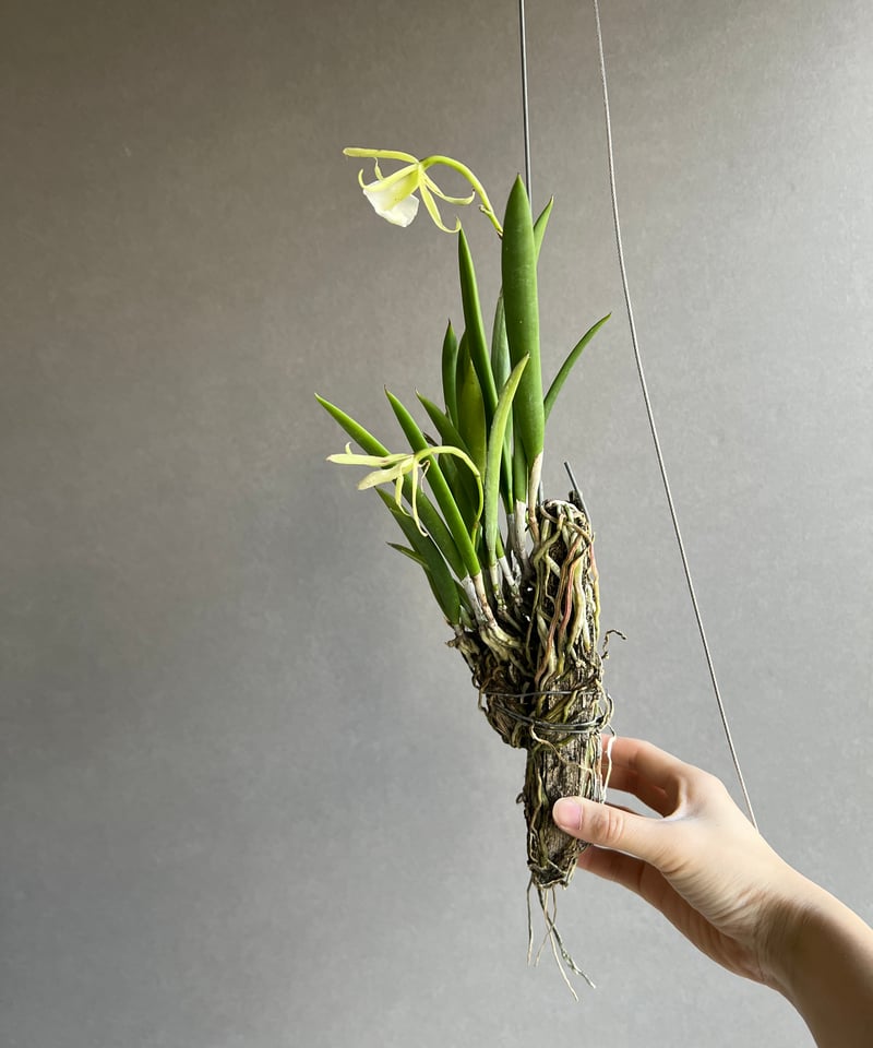 ブラッサボラ ノドサ (アンマン x スーザン フークス) 「Brassavola