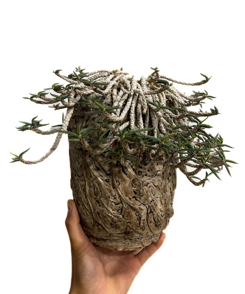 ユーフォルビア キリンドリフォリア+pmp「Euphorbia cylindrifolia」9