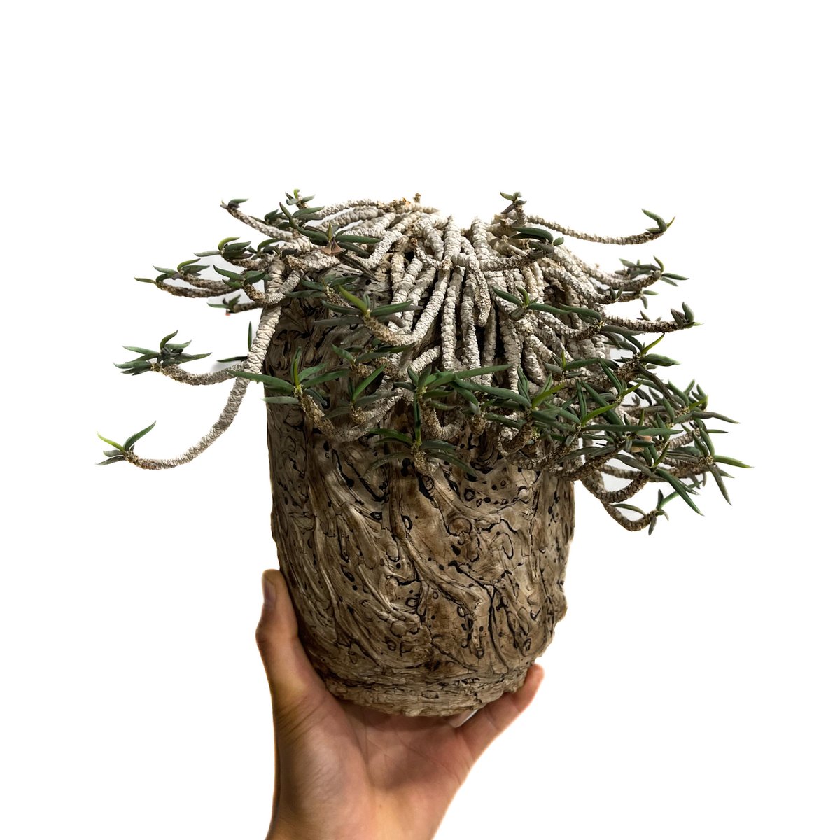 ユーフォルビア キリンドリフォリア+pmp「Euphorbia