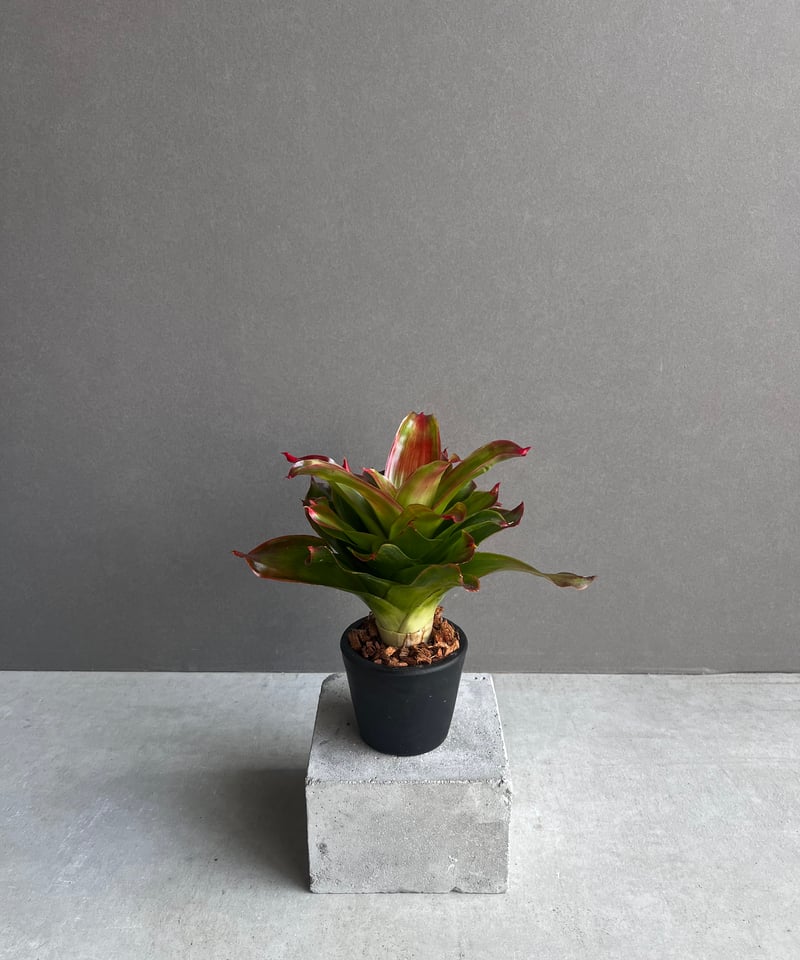 ネオレゲリア メデューサ 「Neoregelia medusa」67Z | SHOUCHIKUEN