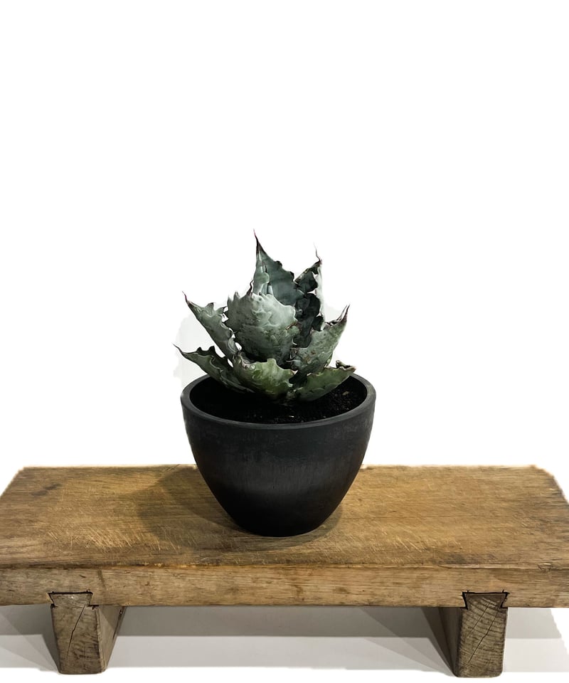 アガベ コロラータ「Agave colorata」2/3-24 | SHOUCHIKUEN