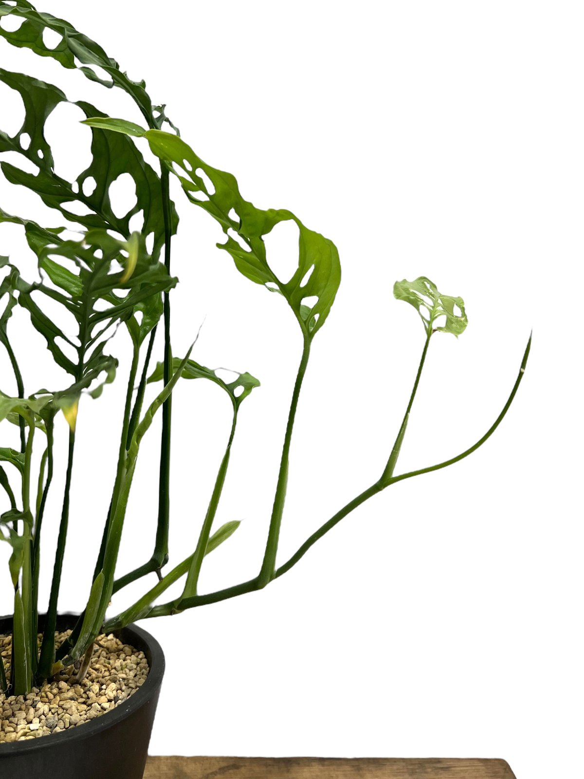 モンステラ オブリクア ペルー「Monstera obliqua Peru」51F-3 | S