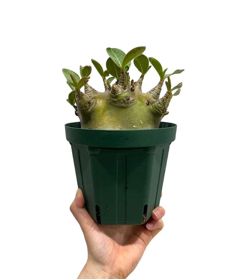 アデニウム アラビカム スーパー ドワーフ タイプ 「Adenium arabicum