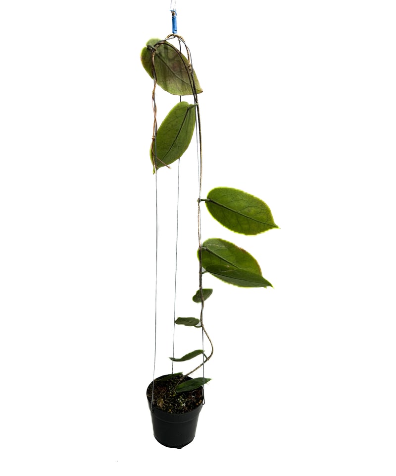 hoya ホヤ フィルラ ロング 4号 着生植物 ・ホヤ ポットシー スプラッシュ 4｜サンスベリアの