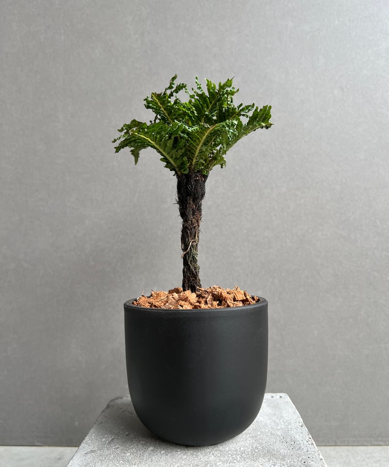 ブレクナム ギッバム ドワーフ 「Blechnum gibbum Dwarf 」74D | S