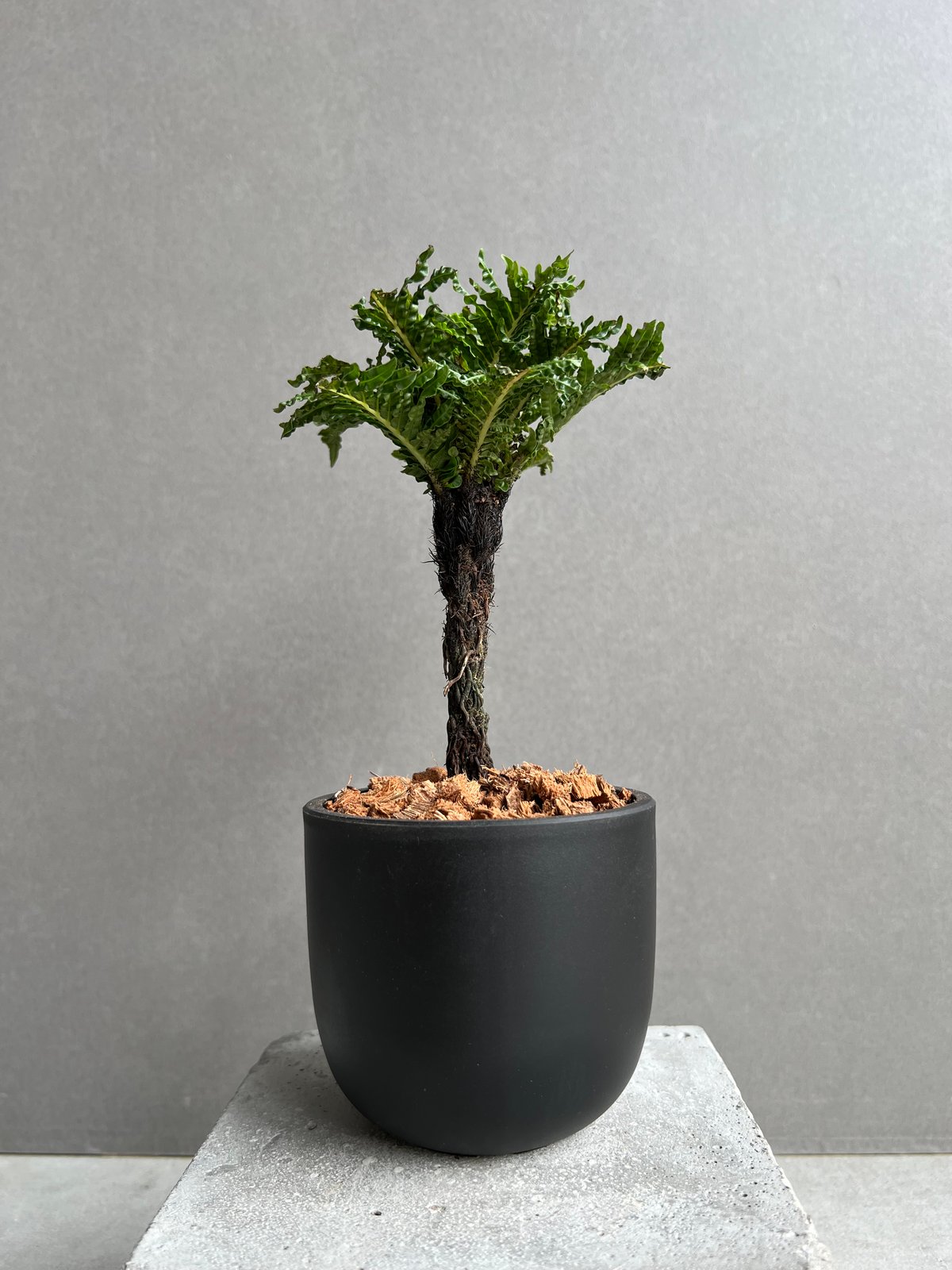 ブレクナム ギッバム ドワーフ 「Blechnum gibbum Dwarf 」74D | S