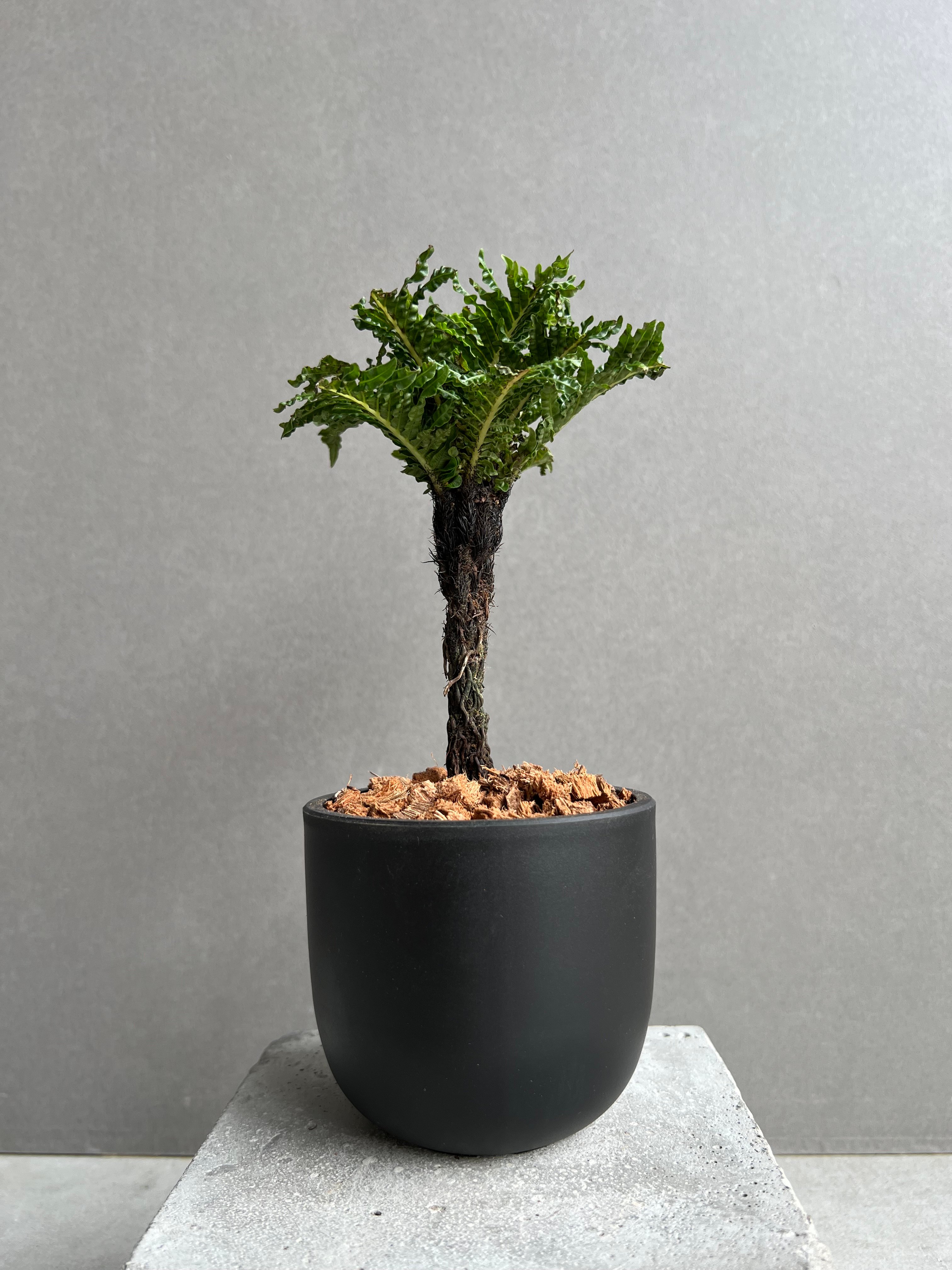 ブレクナム ギッバム ドワーフ 「Blechnum gibbum Dwarf 」74D | S