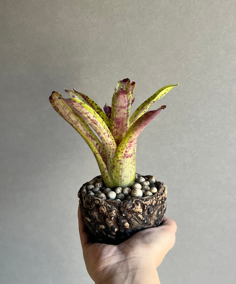 ネオレゲリア クリッシー + plantsmonsters pot 「Neoregelia c