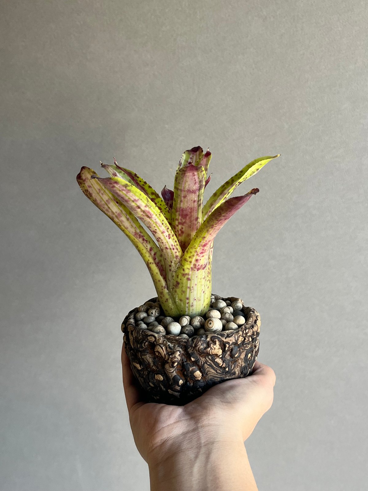 ネオレゲリア クリッシー + plantsmonsters pot 「Neoregelia c