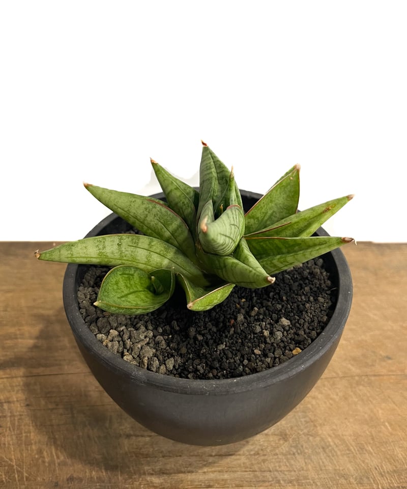 サンセベリア ヴィエナ「Sansevieria Vienna (by Unyamanee Ga...