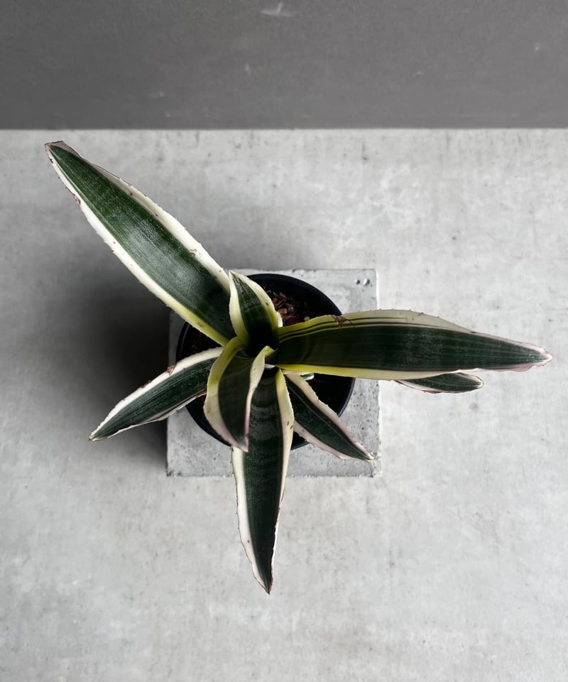 エクメア オットー 「Aechmea Otto」4A | SHOUCHIKUEN