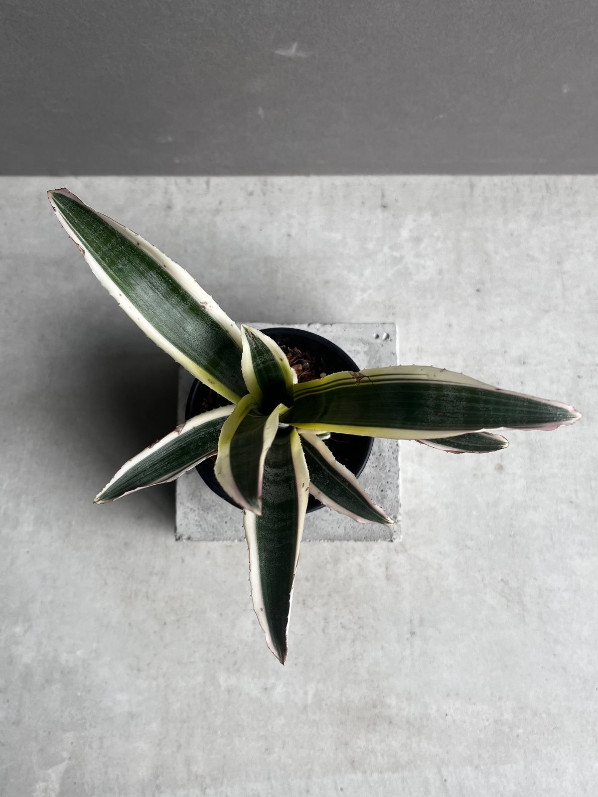 エクメア オットー 「Aechmea Otto」4A | SHOUCHIKUEN