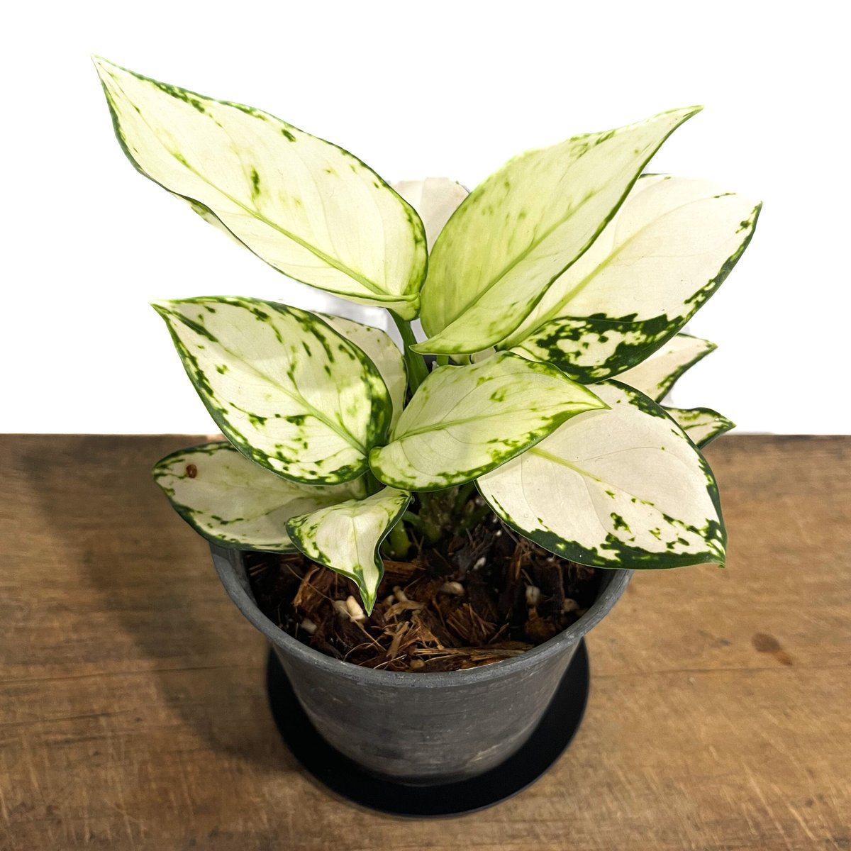 アグラオネマ アンヤマニー ホワイト「Aglaonema Unyamanee white」8/...