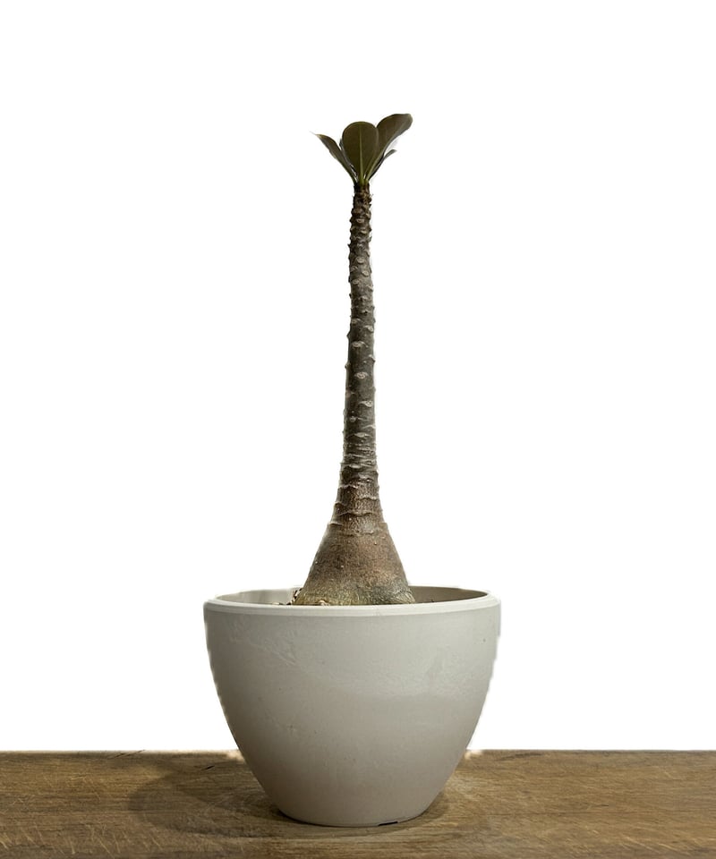 アデニウム ソコトラナム 「Adenium socotranum 」6/20-813 | S