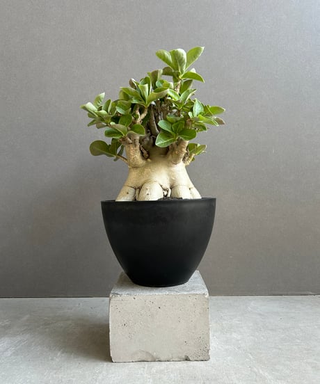 Pearl Queen from晴花鹿苑　親株からの株分け子株　パールクイーン Pearl Queen from晴花鹿苑 親株からの株分け子株 パールクィーン