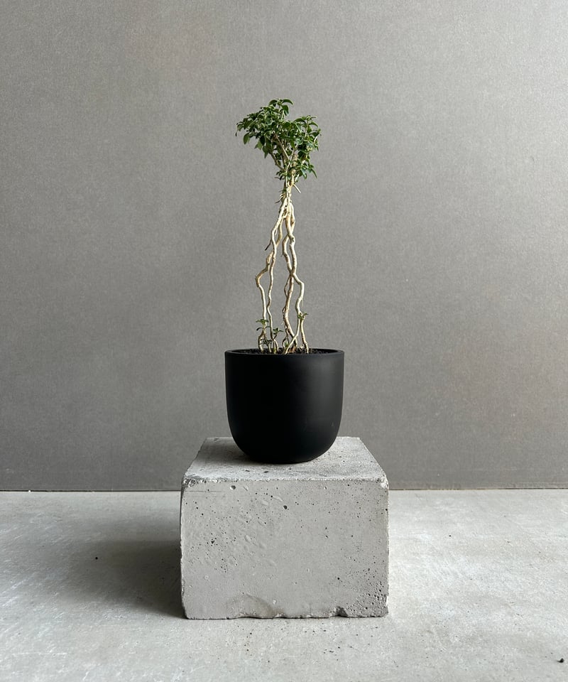 香丁木（こうちょうぎ）「Serissa japonica」 58K | SHOUCHIKUEN