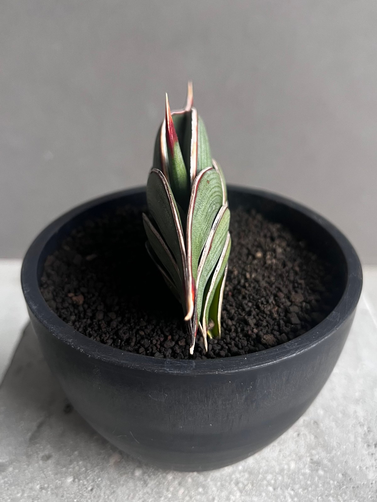 サンセベリア ロリダ 「Sansevieria rorida」70Z | SHOUCHIKUEN サンセベリア ロリダ 「Sansevieria rorida」70Z | SHOUCHIKUEN