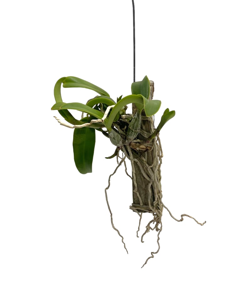 カトレア ノビリオール アマリア 「Cattleya nobilior var. amalia