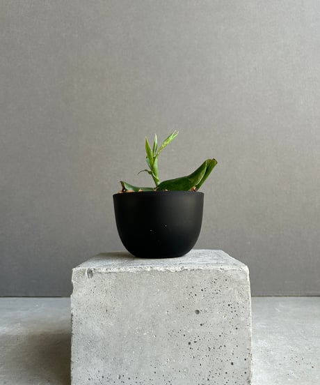 弁慶柱　rook　20株 弁慶柱 rook 20株 SHOUCHIKUEN