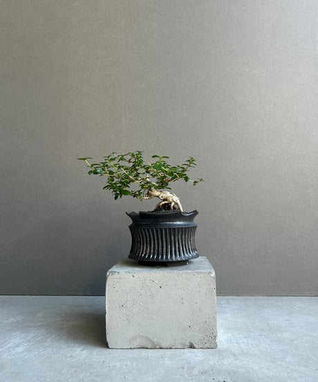 CATEGORY object by 1218 | SHOUCHIKUEN