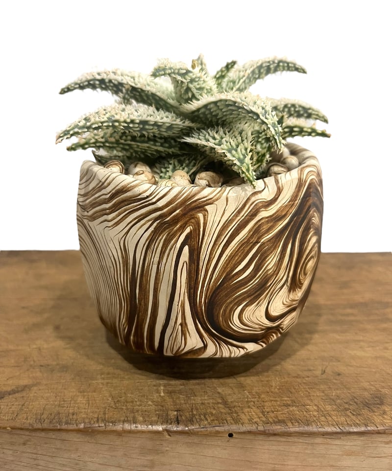 アロエ ハイブリッド “選抜個体” + plantsmonsters pot 「Aloe Hy