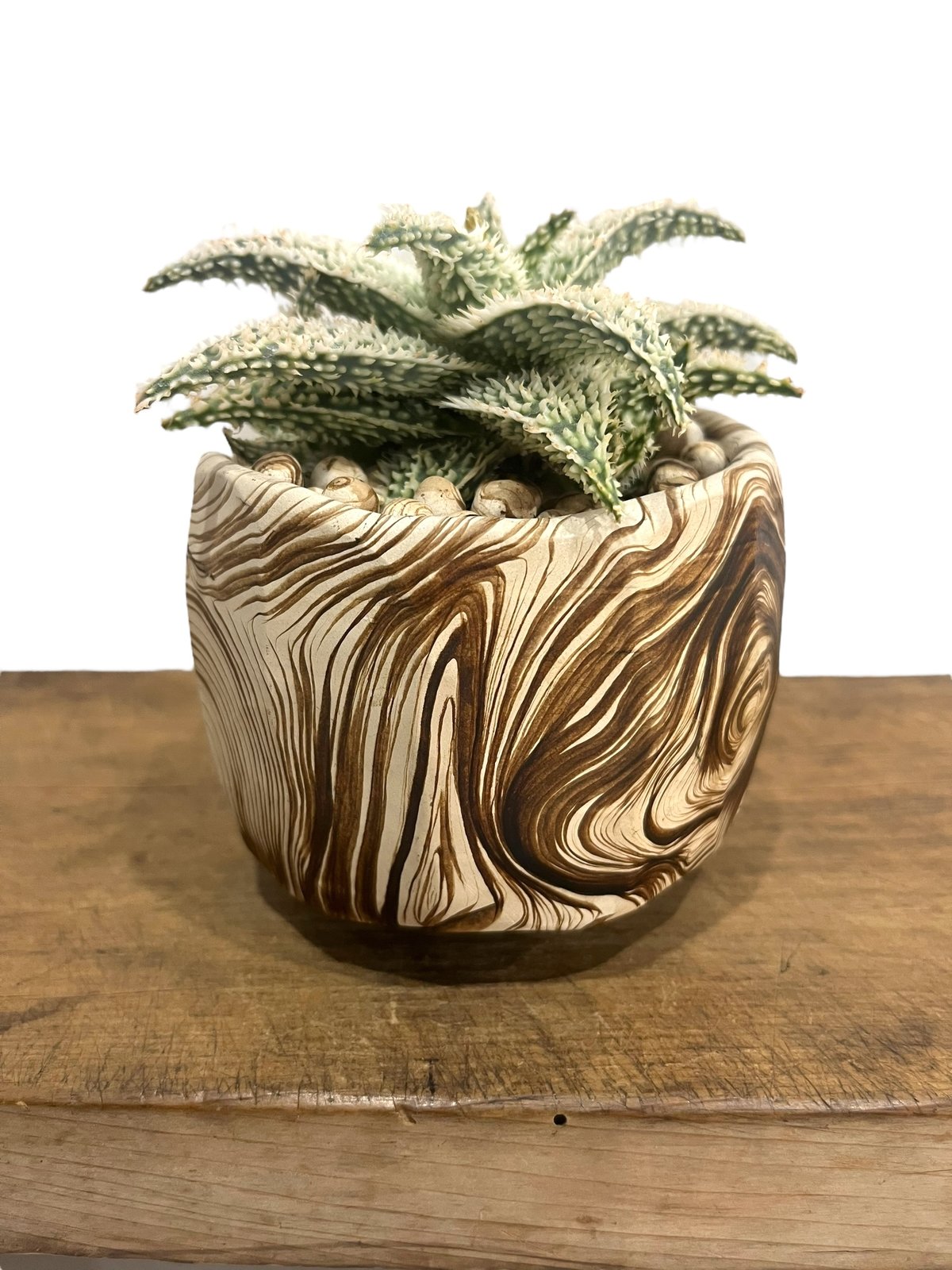 アロエ ハイブリッド “選抜個体” + plantsmonsters pot 「Aloe Hy