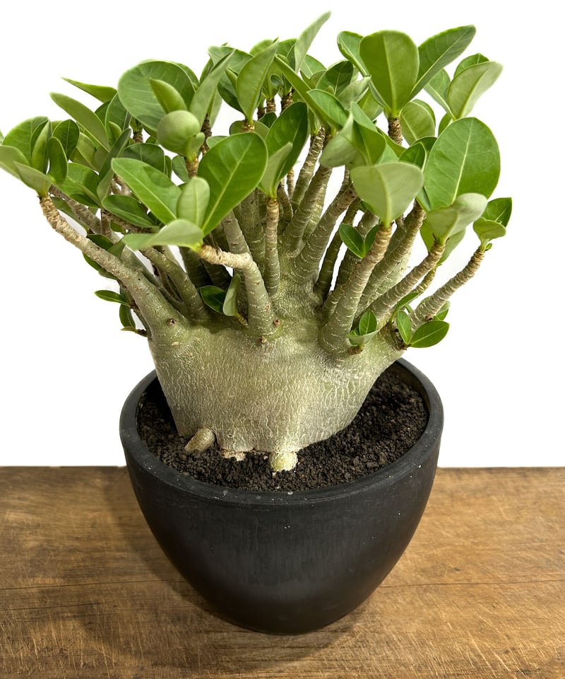 アデニウム アラビカム ドワーフ タイプ「Adenium arabicum dwarf ty