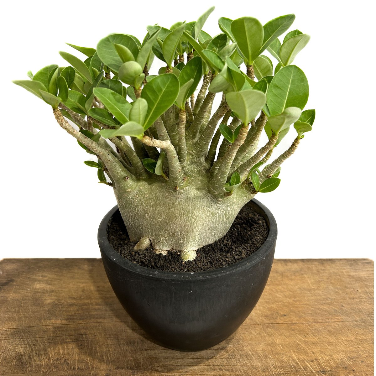 アデニウム アラビカム ドワーフ タイプ「Adenium arabicum dwarf ty