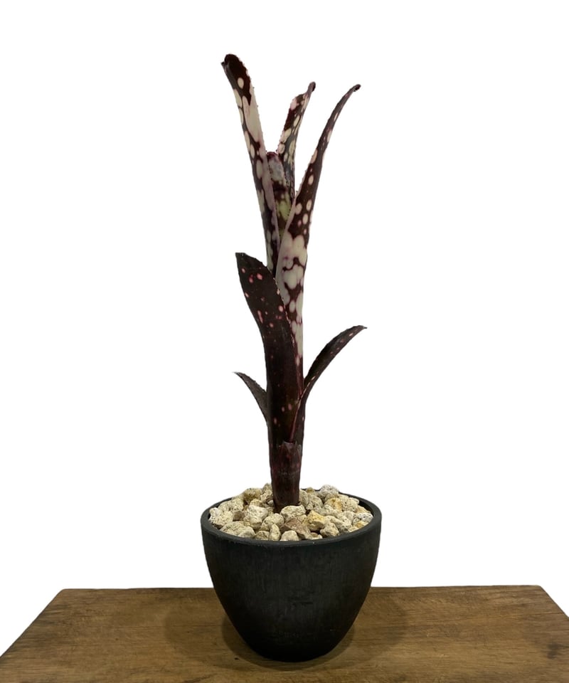 ビルベルギア キャンベイスノー 「Billbergia Canvey Snow」62N | S