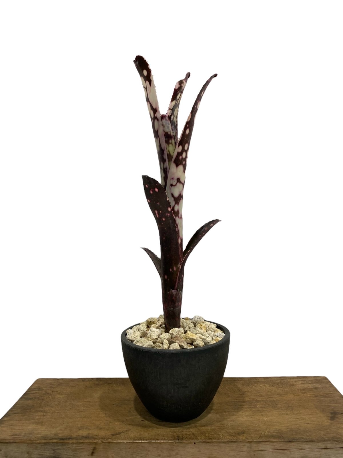 ビルベルギア キャンベイスノー 「Billbergia Canvey Snow」62N | S