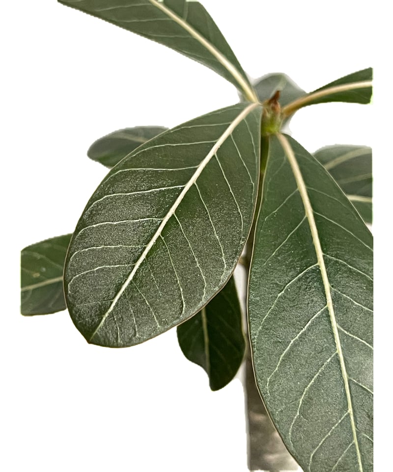 アデニウム ソコトラナム 「Adenium socotranum 」73G-1 | SHOU