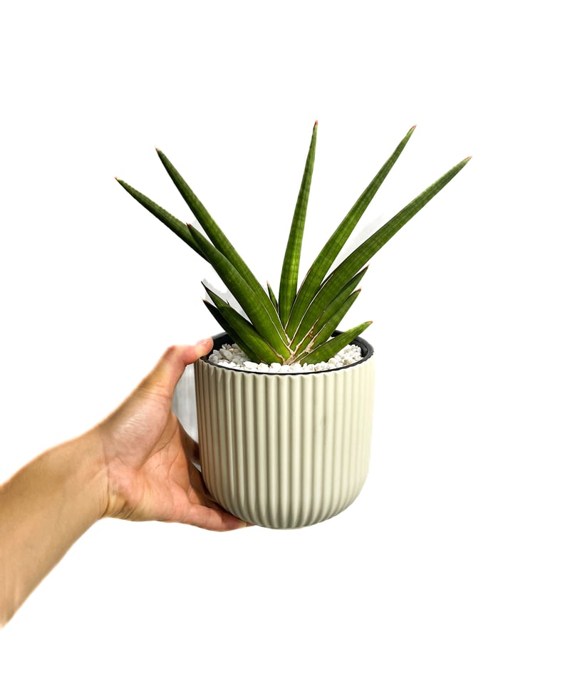 サンセベリア バイデント (フランシシー x ココ)「Sansevieria bident