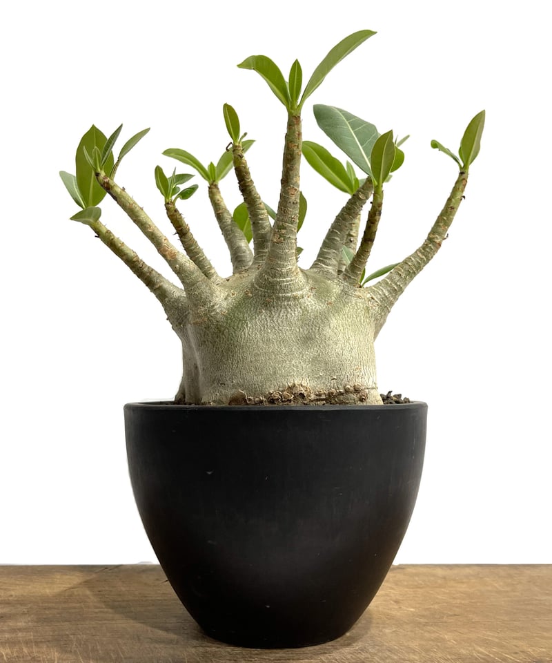 アデニウム アラビカム スーパー ドワーフ タイプ「Adenium arabicum