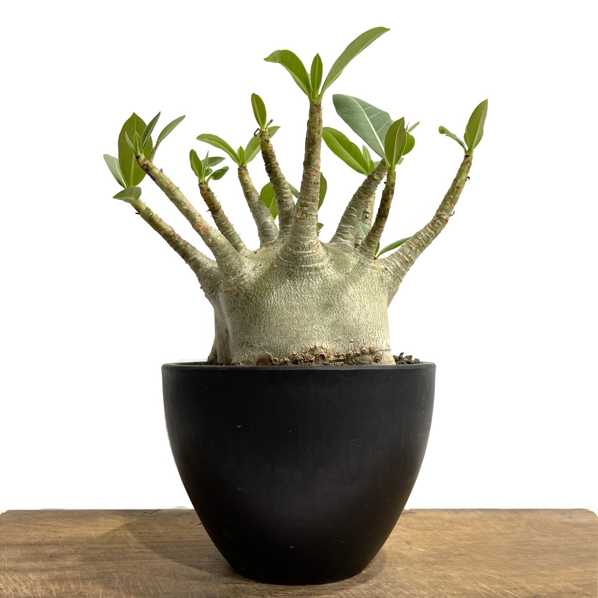 アデニウム アラビカム スーパー ドワーフ タイプ「Adenium arabicum