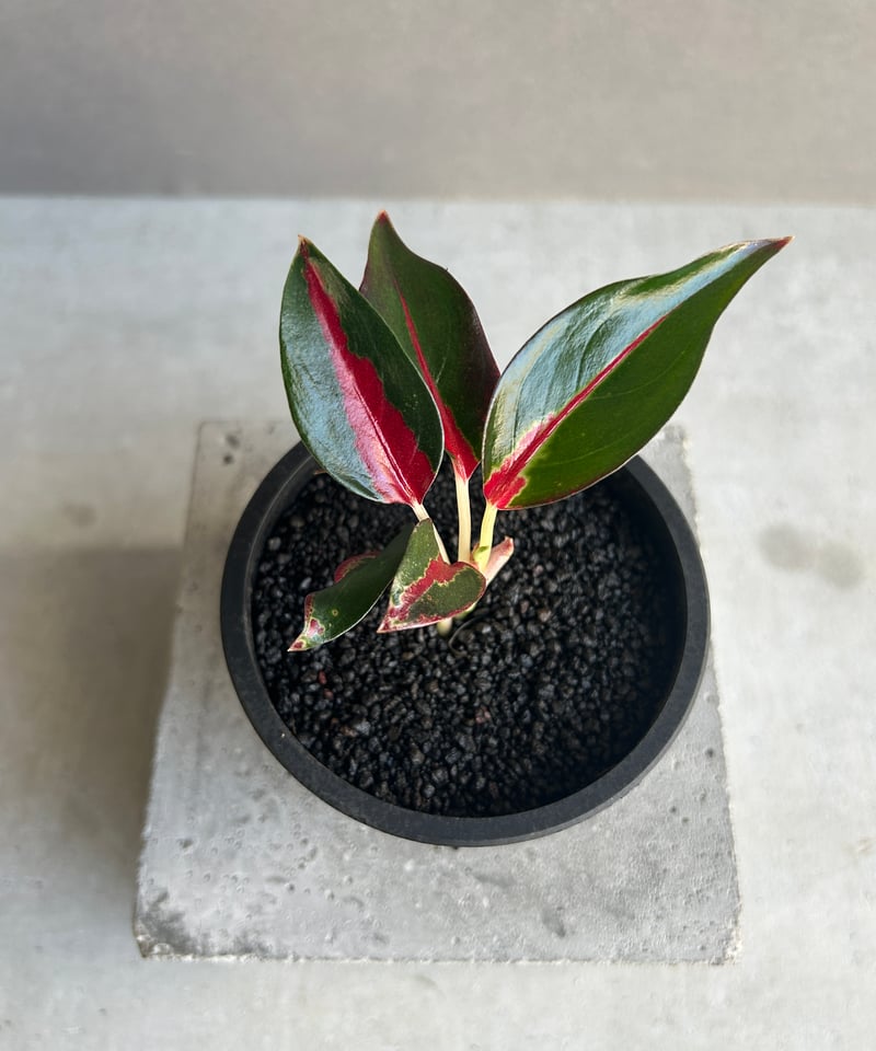 アグラオネマ レッドサンダー 「Aglaonema Red Thunder」72J | SHO