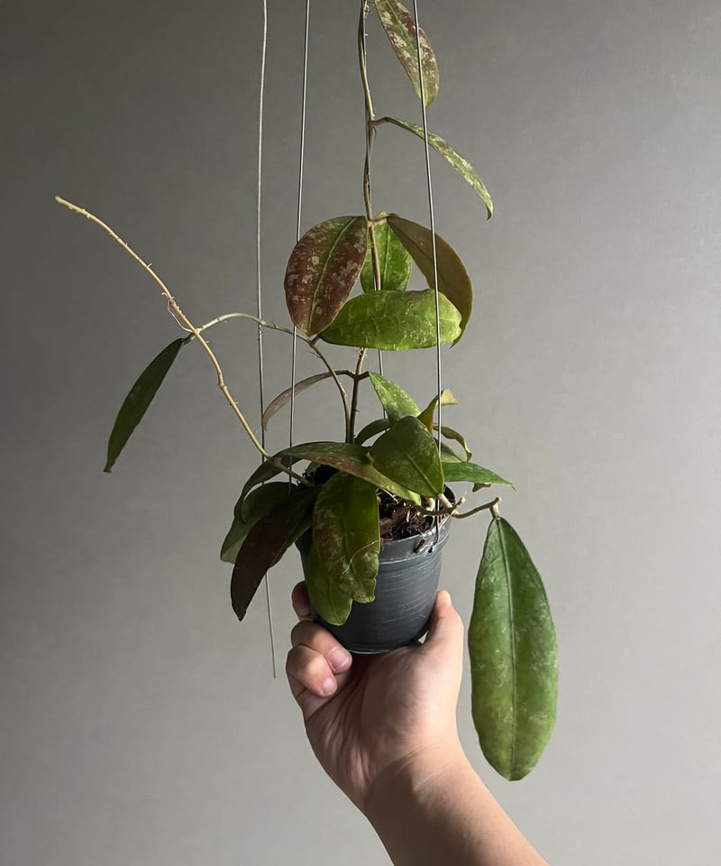 ホヤ ペニンシュラリス イエロー コロナ 「Hoya peninsularis Yellow