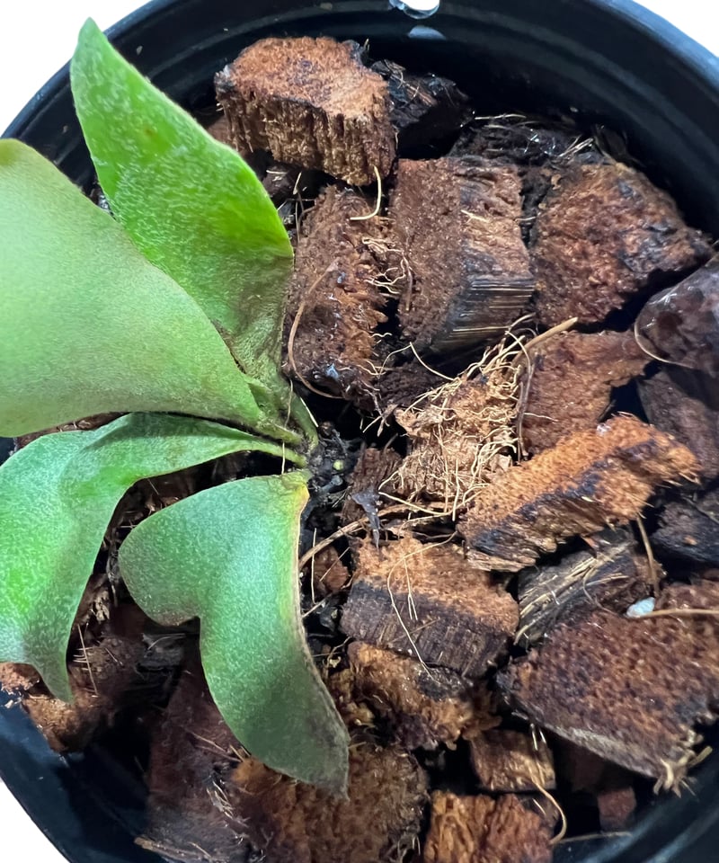 ビカクシダ リトルウィル ビカクシダ リトル ウィル 「Platycerium Little Will 」83H | S